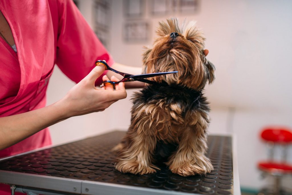 Pet groomer makes grooming dog