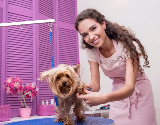 Smiling young professional groomer grooming yorkshire terrier in pet salon