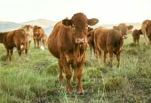 Group of cows, grass or farming landscape in countryside pasture, sustainability environment or Sou