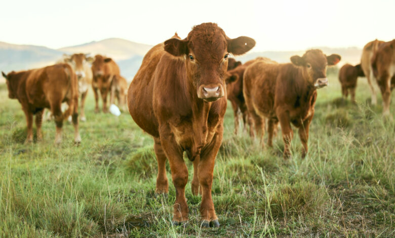 Group of cows, grass or farming landscape in countryside pasture, sustainability environment or Sou