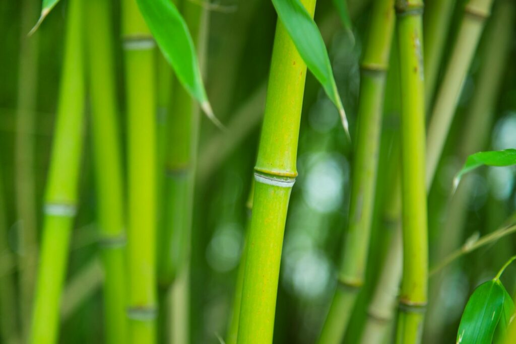 A bamboo grove - low-maintenance fast growing shrubs