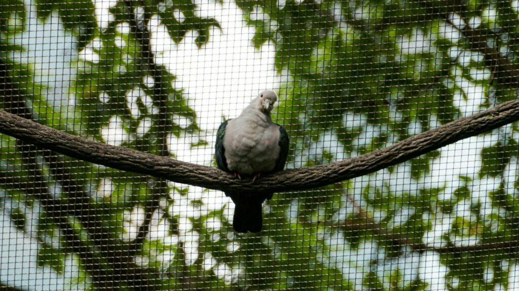 Home garden bird netting