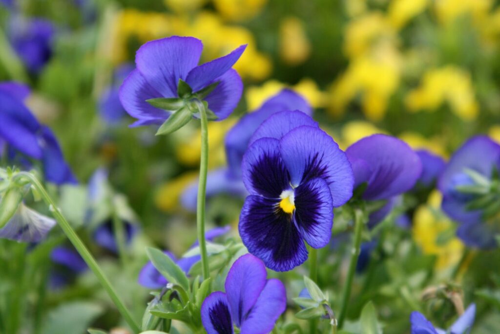 Beautiful Violet flowers