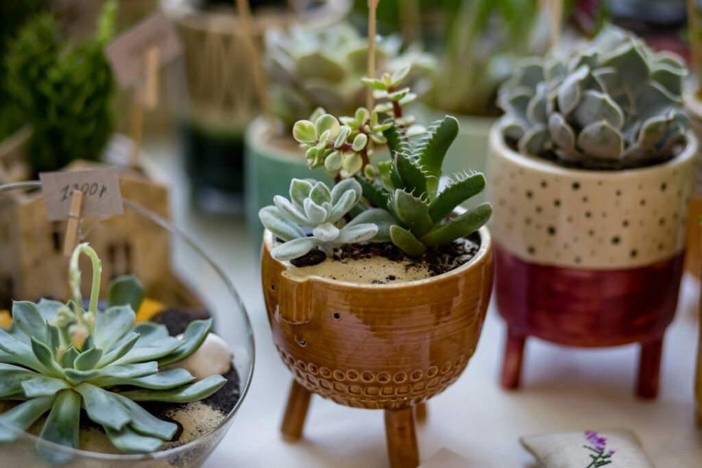 small indoor plants