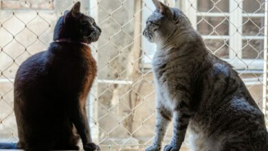 two cats sitting by a window with safety netting for cats