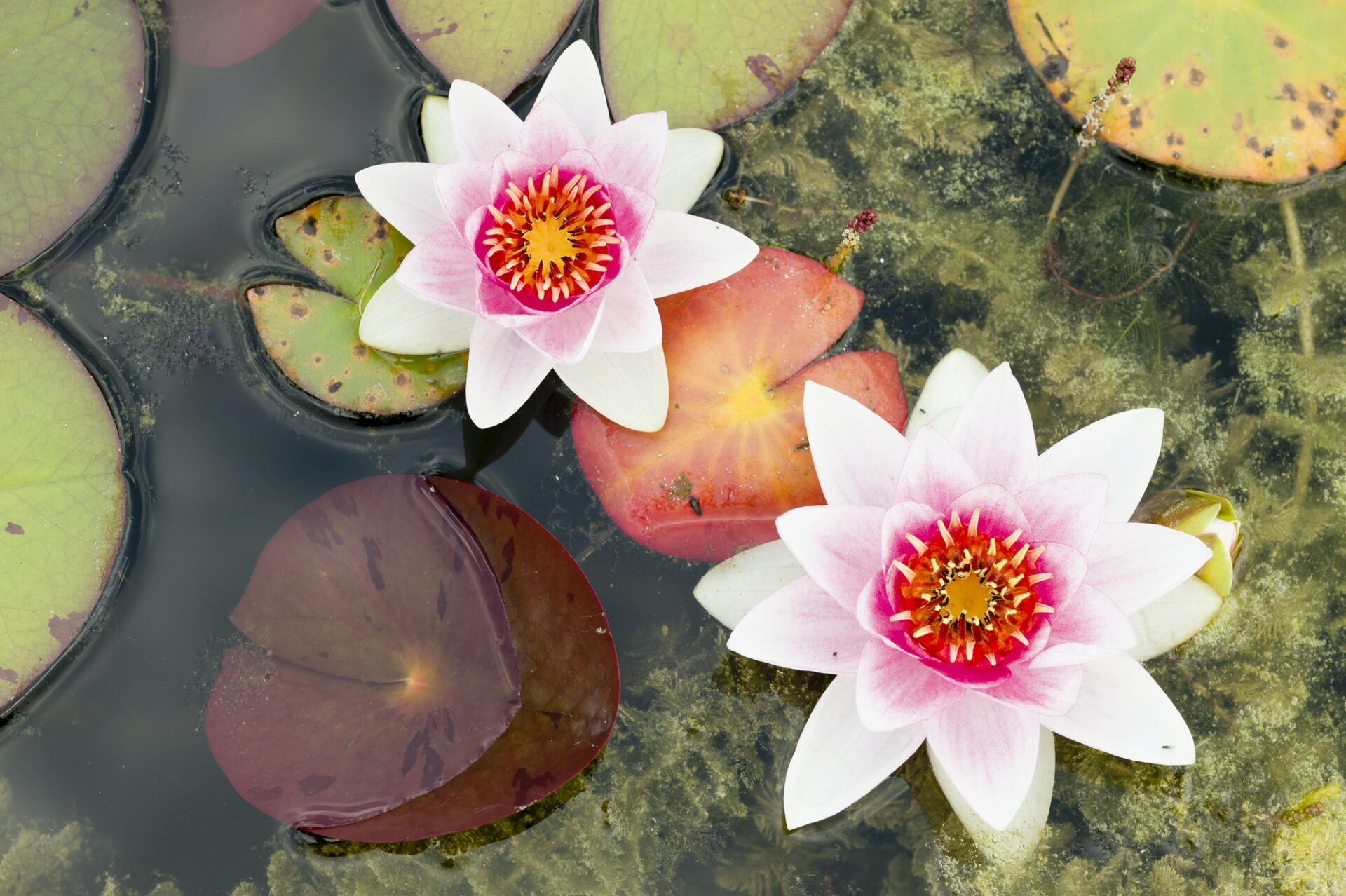 Extraordinary Water Lily Birth Flower Images